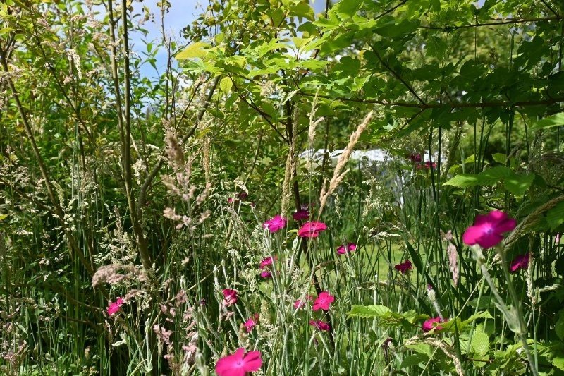 kleine natuurcamping doetinchem