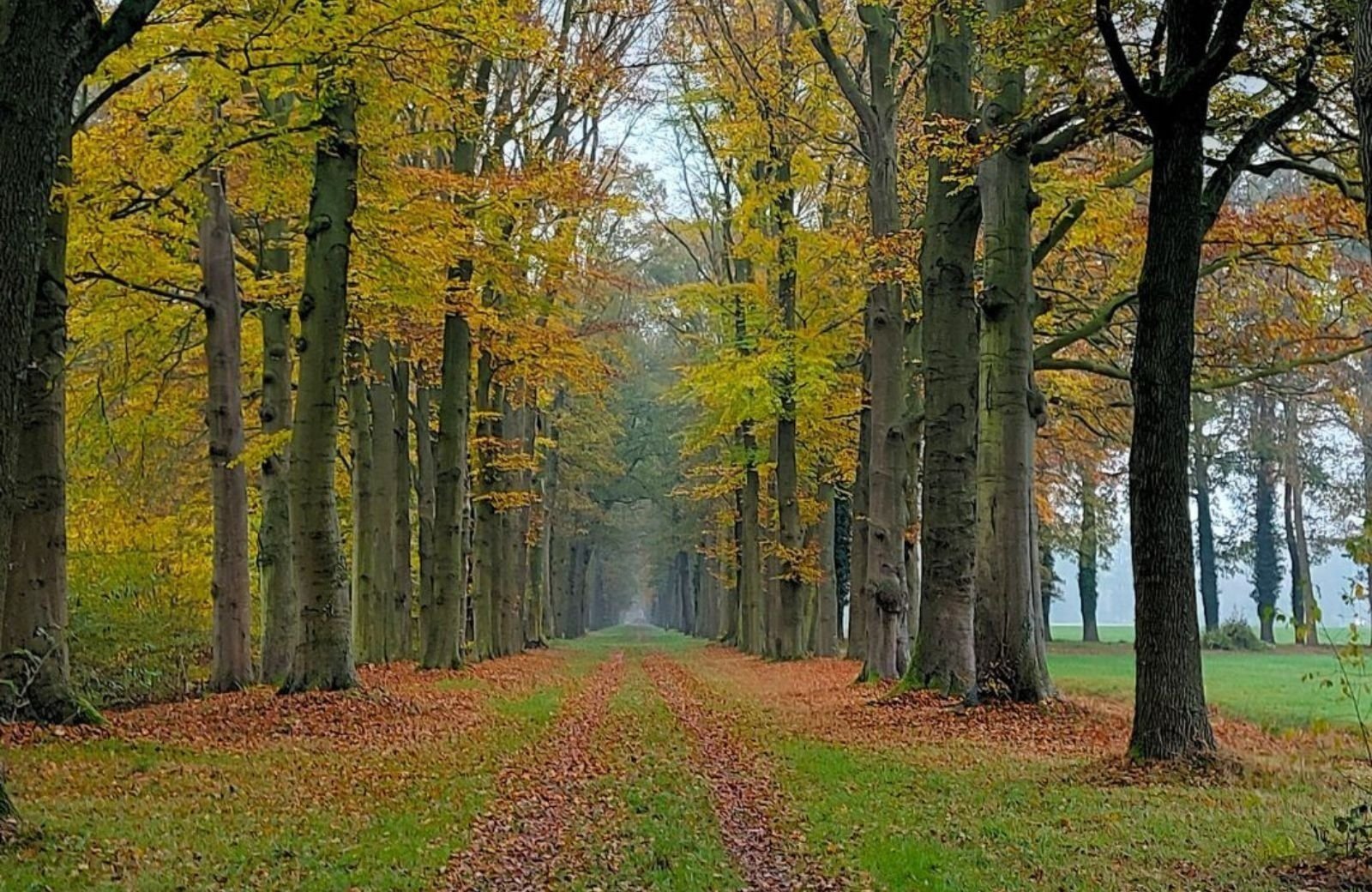 Omgeving herfst