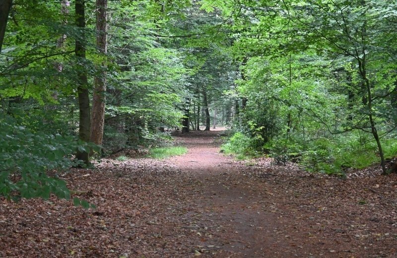 Wandelroute bos omgeving